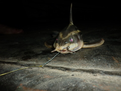 Platydoras armatulus