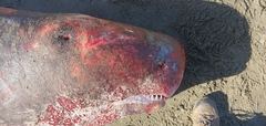 Kogia breviceps