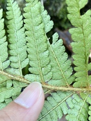Polystichum polyblepharum