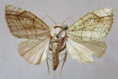 Bagisara tristicta
