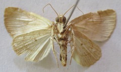 Bagisara tristicta