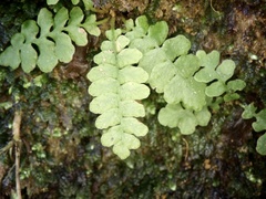 Struthiopteris niponica