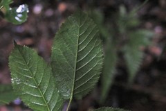 Rubus nebulosus
