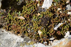 Sedum cespitosum