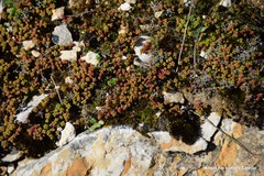Sedum cespitosum