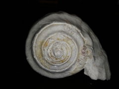 Titanostrombus galeatus