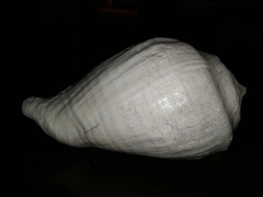 Titanostrombus galeatus