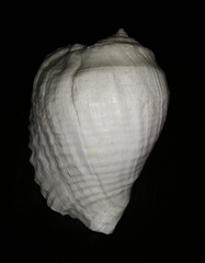 Titanostrombus galeatus