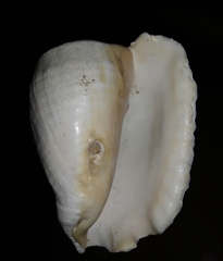 Titanostrombus galeatus