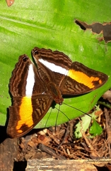 Adelpha cocala