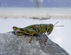 Sigaus australis