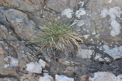 Trisetum arduanum