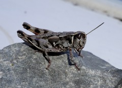 Sigaus australis