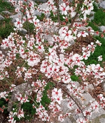 Prunus amygdalus