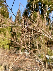 Stachyurus praecox