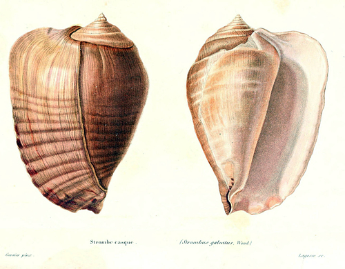 Goliath conch (Titanostrombus goliath) · iNaturalist