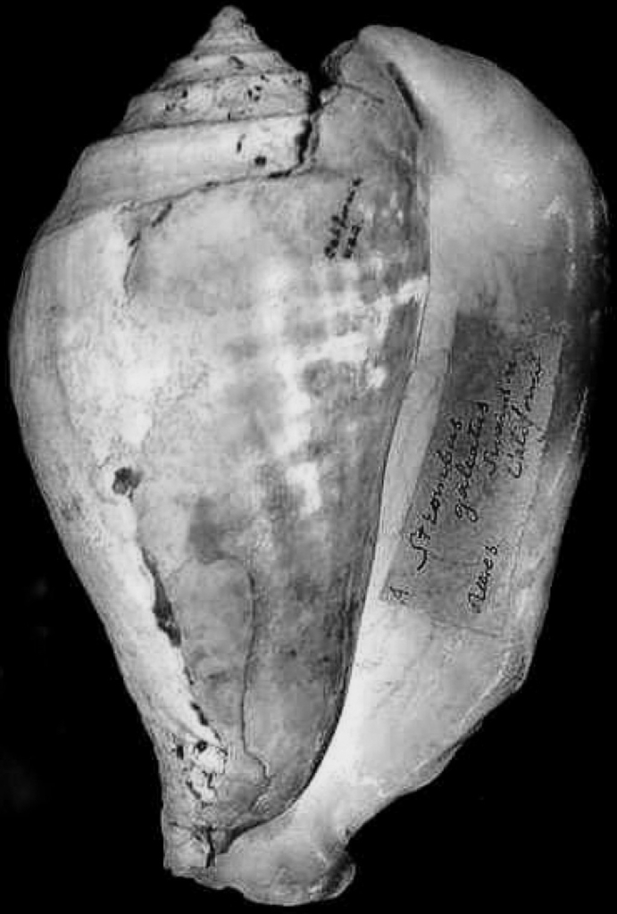 Eastern Pacific Giant Conch