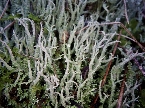 Cladonia