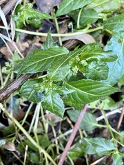 Mercurialis leiocarpa