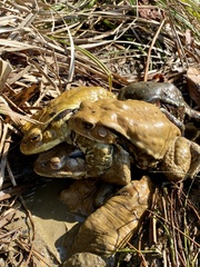 Bufo formosus