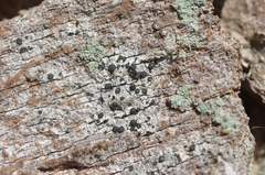 Cresponea chloroconia