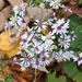 Lowrie's Blue Wood Aster - Photo (c) R. A. Nonenmacher, some rights reserved (CC BY-SA)