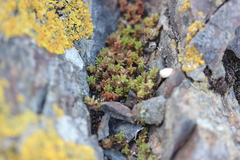 Crassula moschata