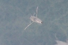 Notonecta triguttata