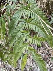 Dryopteris bissetiana