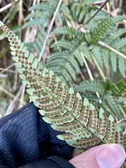 Dryopteris bissetiana