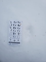 Urocyon cinereoargenteus cinereoargenteus