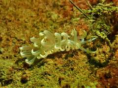Phyllodesmium