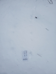 Urocyon cinereoargenteus cinereoargenteus