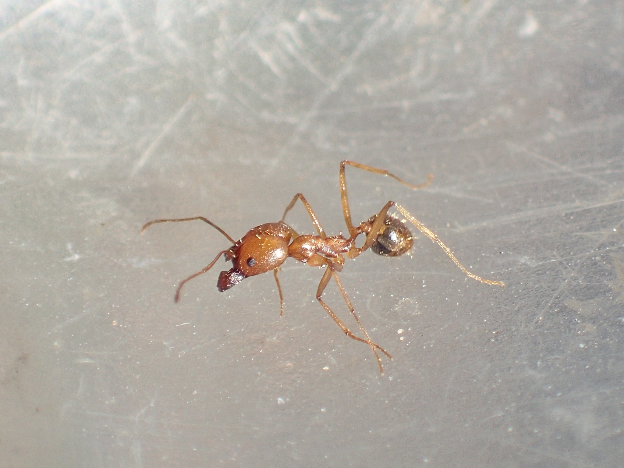 Pheidole vistana