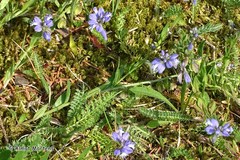 Polygala serpyllifolia
