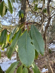 Daphniphyllum macropodum