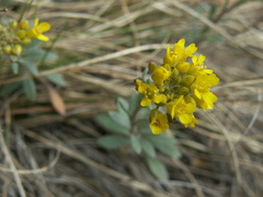 Alyssum montanum gmelinii