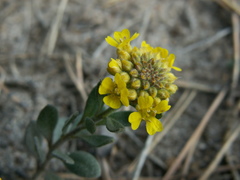 Alyssum montanum gmelinii