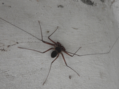 Paraphrynus raptator