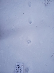 Urocyon cinereoargenteus cinereoargenteus