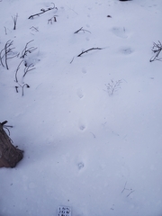 Urocyon cinereoargenteus cinereoargenteus