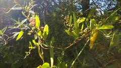 Muehlenbeckia sagittifolia