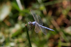 Orthetrum nitidinerve