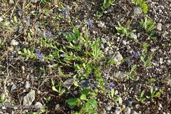 Polygala serpyllifolia
