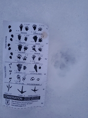 Urocyon cinereoargenteus cinereoargenteus