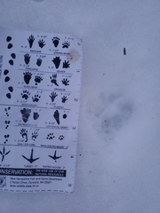 Urocyon cinereoargenteus cinereoargenteus