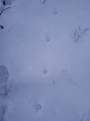 Urocyon cinereoargenteus cinereoargenteus