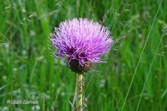 Cirsium heterophyllum