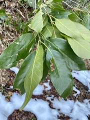Quercus acuta