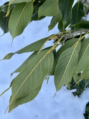 Quercus acuta